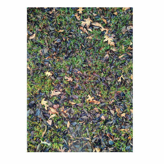 Bush-Hidden Amongst the Fallen Leaves-(S) 4BD,P