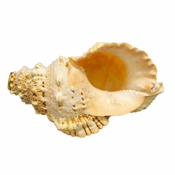 Conch Shell Horn