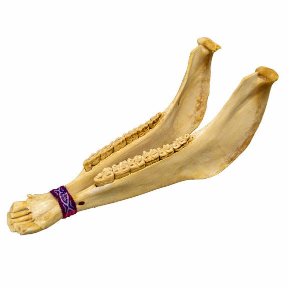 Donkey Jawbone (Quijada)
